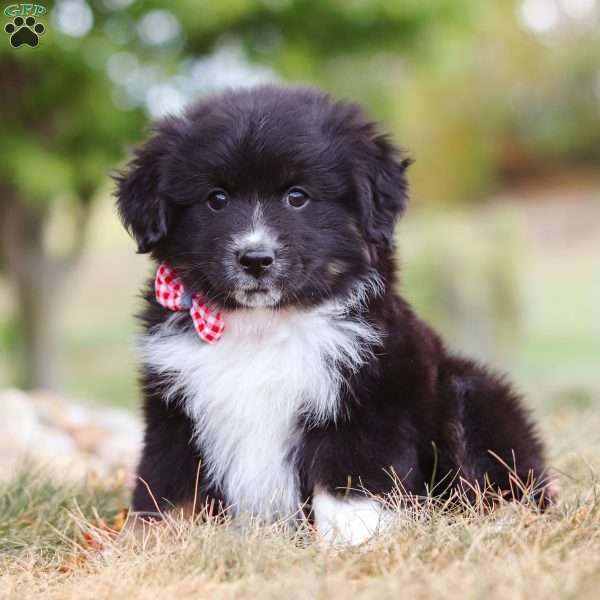 Karl, Miniature Australian Shepherd Puppy